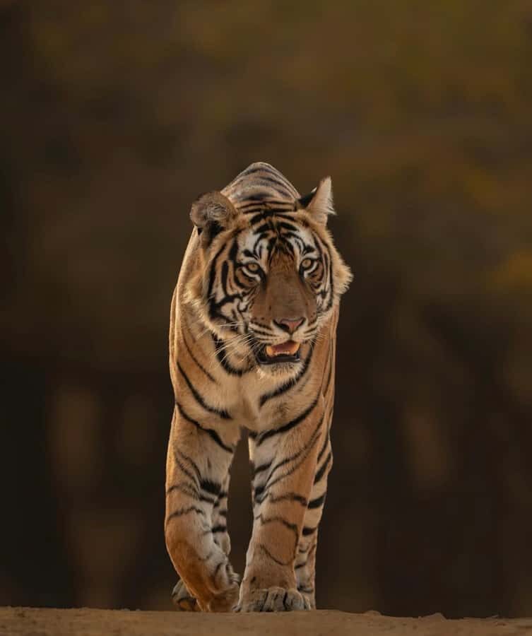 Ranthambore National Park: private gypsy Safari with Guide - The Practical Details