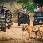 Ranthambore National Park Private Jeep Safari All inclusive - The Experience at a Glance