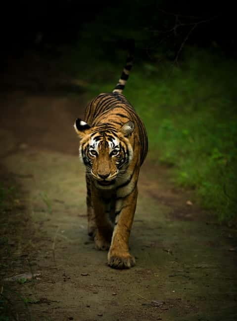 Ranthambore National Park: Safari Ticket with Pickup Option - Who Will Love This Safari?