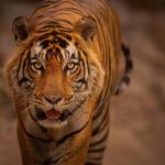 Ranthambore National Park : Wildlife Safari - What to Expect on the Ranthambore Safari