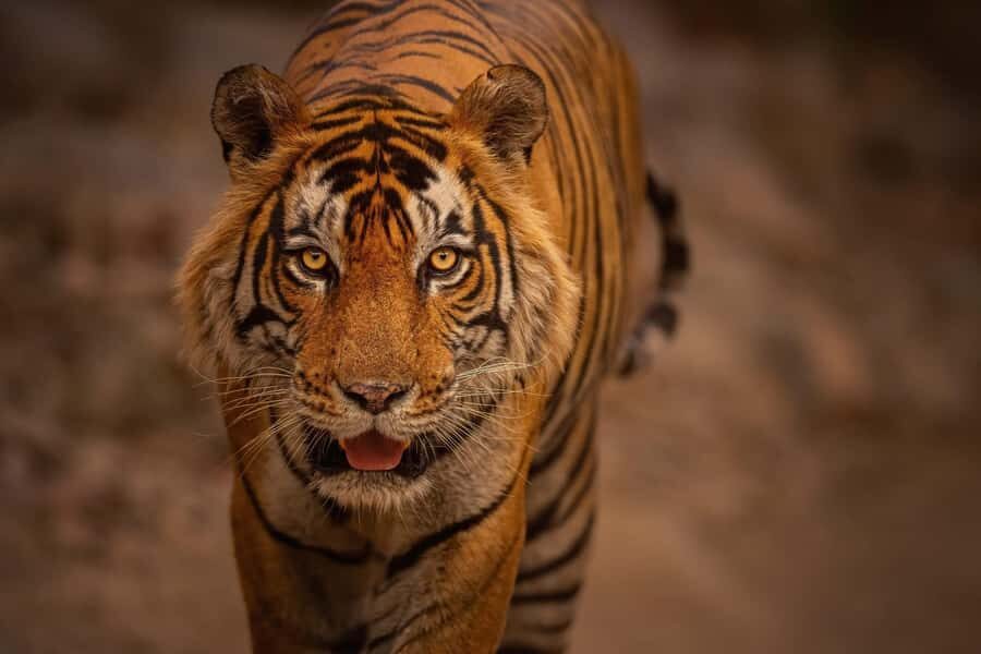 Ranthambore National Park : Wildlife Safari - What to Expect on the Ranthambore Safari