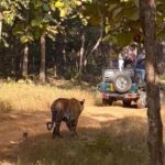 Ranthambore Official Guided Tiger Safari in Sharing Canter - What to Expect from the Itinerary