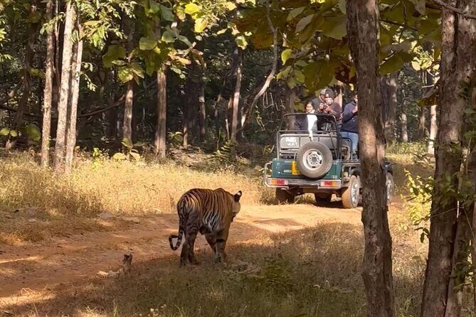 Ranthambore Official Guided Tiger Safari in Sharing Canter - What to Expect from the Itinerary  