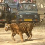 Ranthambore Private Jeep Safari - In-Depth Review: What to Expect from the Ranthambore Private Jeep Safari