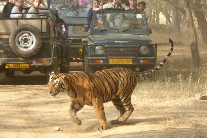 Ranthambore Private Jeep Safari - In-Depth Review: What to Expect from the Ranthambore Private Jeep Safari