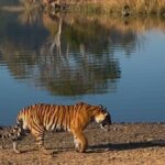 Ranthambore Private Jeep Safari Tour - Who Is This Safari Perfect For?