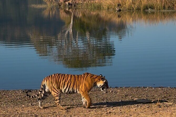 Ranthambore Private Jeep Safari Tour - Who Is This Safari Perfect For?