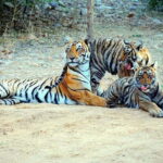 Ranthambore Safari Trip - Who Should Consider This Safari?