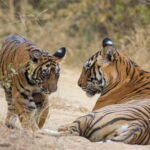 Ranthambore Tiger Safari Day Trip with Fort Tour & Lunch - Who Would Love This Tour?