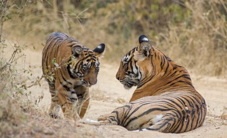 Ranthambore Tiger Safari Day Trip with Fort Tour & Lunch - Who Would Love This Tour?