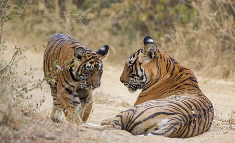 Ranthambore Tiger Safari Day Trip with Fort Tour & Lunch - Who Would Love This Tour?