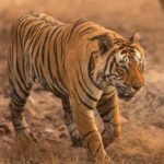 Ranthambore Tiger Safari in Gypsy/Canter  Shared Tour - The Vehicles & Group Dynamics