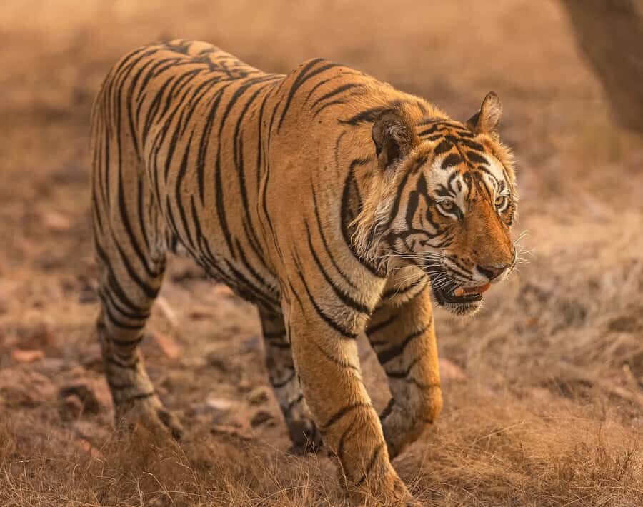 Ranthambore Tiger Safari in Gypsy/Canter  Shared Tour - The Vehicles & Group Dynamics