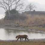 Ranthambore Tiger Safari Private Same Day Trip from Jaipur - The Safari Itself: Chasing Tigers and Nature