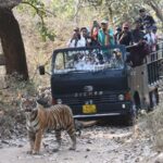 Ranthambore : Tiger Safari Tour in Canter - Who Should Consider This Tour?
