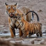 Ranthambore Tiger Safari : Wilderness Experience India - FAQs