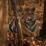 Ranthambore Tiger Safari : Wilderness Experience India - Who Will Love This Safari?