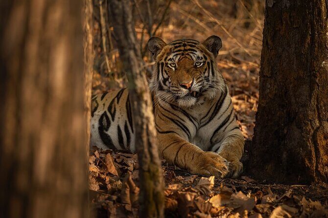 Ranthambore Tiger Safari : Wilderness Experience India - Who Will Love This Safari?