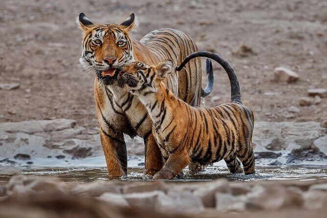 Ranthambore Tiger Safari : Wilderness Experience India - FAQs