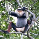 Red-shanked Douc - Private Motorbike Tour - The Itinerary Breakdown