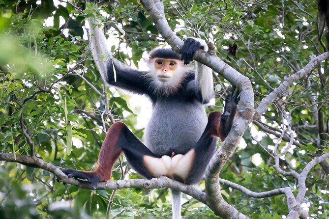 Red-shanked Douc - Private Motorbike Tour - The Itinerary Breakdown