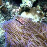 RedRiverTour - Discovery 3 Islets, Snorkeling By Speedboat - Practicalities & Tips