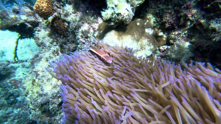 RedRiverTour - Discovery 3 Islets, Snorkeling By Speedboat - Practicalities & Tips