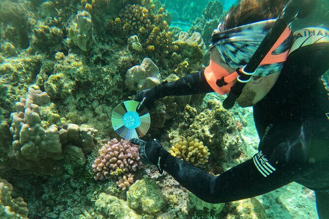 Reef Exploration with Reva Atea participatory science - What to Expect on the Tour