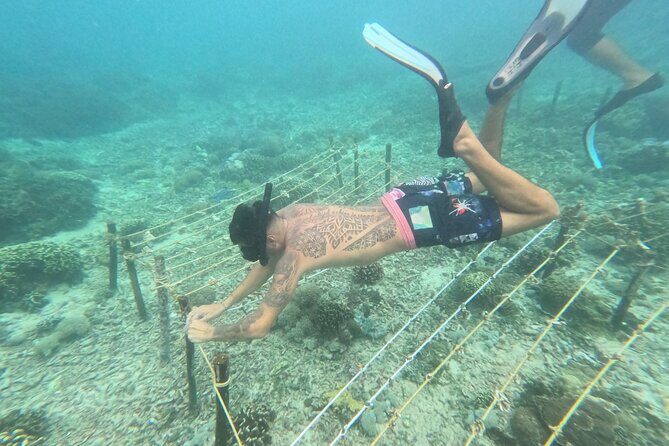 Reef Rehabilitation Course and Snorkeling - Detailed Breakdown of the Itinerary