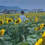 Rent a bike Let's go see the sunflowers in Mannou Town with an electrically assisted e-bike!Introducing Recommendation routes for sunflower producers. - Who Should Consider This Tour?