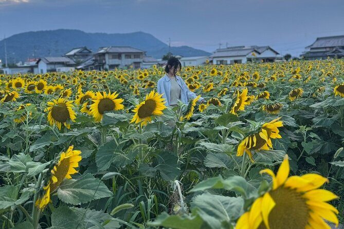 Rent a bike Let's go see the sunflowers in Mannou Town with an electrically assisted e-bike!Introducing Recommendation routes for sunflower producers. - Who Should Consider This Tour?