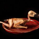 Restaurants in Tokyo Where You Can Eat Exotic Food - Who Should Consider This Tour?