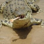 Rockhampton: Koorana Crocodile Farm Guided Tour - Who Would Love This Tour?