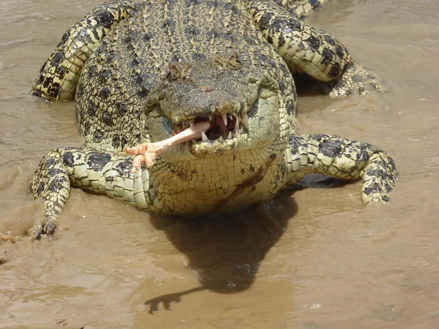 Rockhampton: Koorana Crocodile Farm Guided Tour - Who Would Love This Tour?  