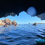 Rockingham: 3 Island Wildlife Snorkeling Cruise with Lunch - Why This Tour Offers Value