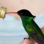 Rockland Bird Sanctuary Tour [Transportation] Hotel Pick-Up - Final Thoughts