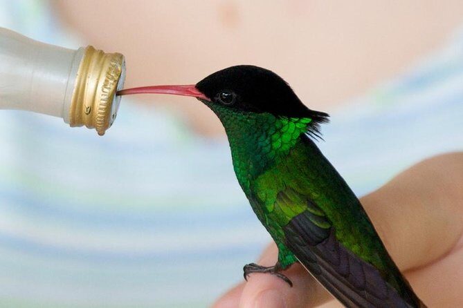 Rockland Bird Sanctuary Tour [Transportation] Hotel Pick-Up - Final Thoughts