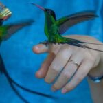 Rocklands Bird Sanctuary and Montego Bay Highlights - Transportation & Duration: What to Expect