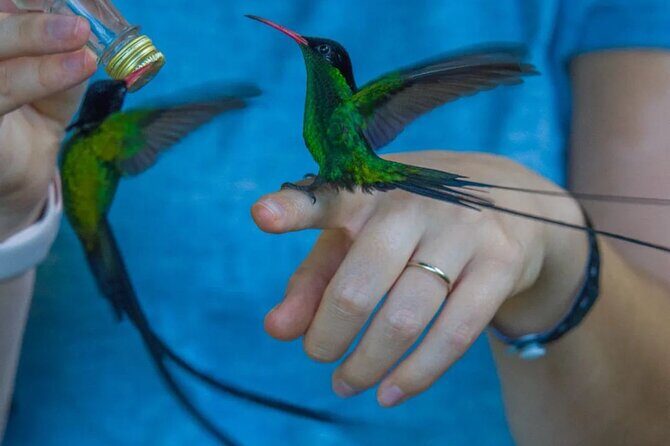 Rocklands Bird Sanctuary and Montego Bay Highlights - Transportation & Duration: What to Expect