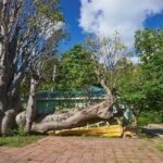 Roseau Dominica Safari Scenic: Rainforest, Falls & Karaoke - Transportation, Group Size, and Overall Value