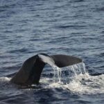 Roseau: Guided Dolphin and Whale Watching Tour With Drinks - Final Thoughts