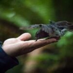 Rotorua: 6 Ziplines, Swing-Bridges & Wildlife Encounters - Why This Tour Offers Great Value