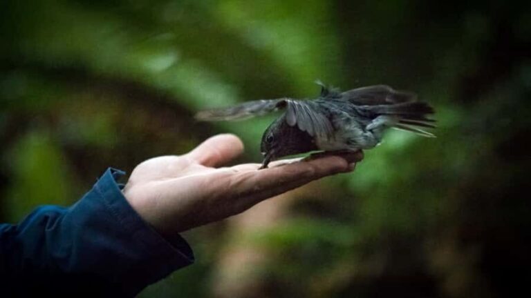 Rotorua: 6 Ziplines, Swing-Bridges & Wildlife Encounters - Why This Tour Offers Great Value