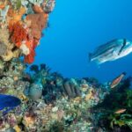 Rottnest Island scuba dive tour - The Itinerary: What to Expect