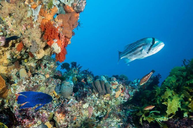 Rottnest Island scuba dive tour - The Itinerary: What to Expect