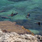 Rottnest Island Seals, Sunset & West End Bus Tour - Tour Itinerary in Detail