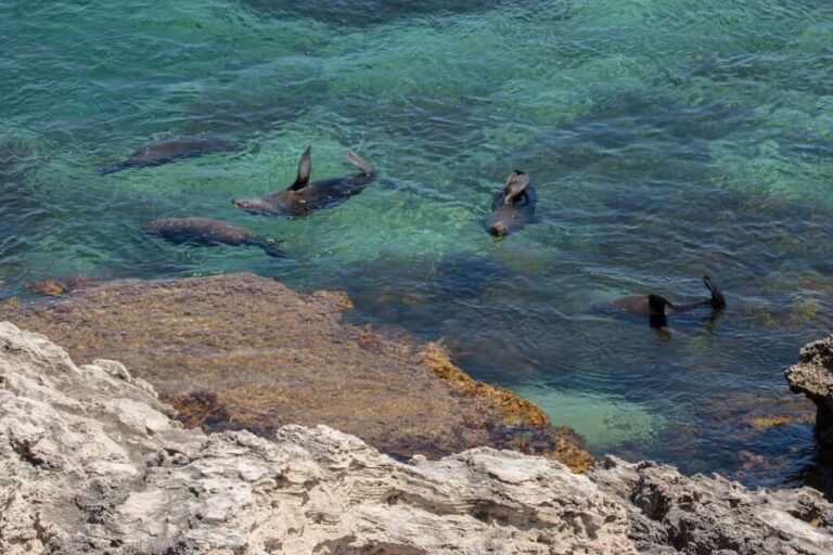 Rottnest Island Seals, Sunset & West End Bus Tour - Tour Itinerary in Detail