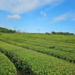 Round-trip transportation service to O`sulloc Tea Museum - The Itinerary in Detail