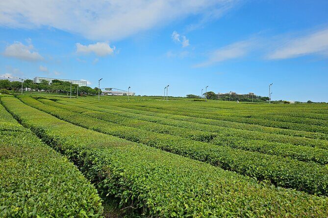 Round-trip transportation service to O`sulloc Tea Museum - The Itinerary in Detail