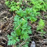 Rural Guilin Tour: Mugwort Rice Ball from Farm to Table - The Practicalities of the Tour